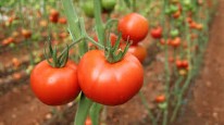 Isparta'nın köyünden Avrupa ve Orta Doğu'ya domates ihracatı